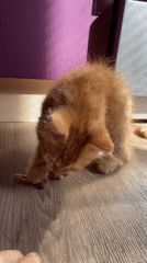Ginger kitten plays with toys on a sunny wooden floor