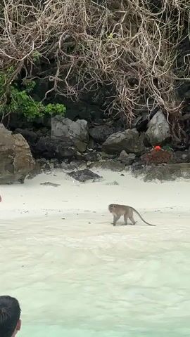 A person wearing a black shirt is partially submerged in shallow, clear water, facing away from the camera. In the distance, on a sandy beach, a monkey with light brown fur is walking. Behind the beach is a rocky cliff face covered with tangled branches and some green foliage.