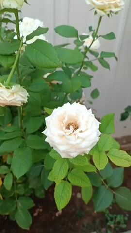The video shows a close-up view of a rose bush with several white and pale pink roses. The camera moves to focus on different blooms, highlighting their petals and textures. The surrounding environment appears to be outdoors, with green leaves and a light-colored fence in the background. The lighting suggests it is daytime.