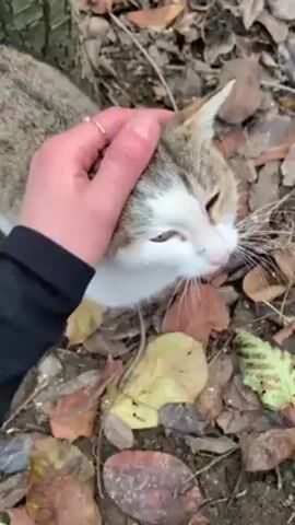 The video shows a light-colored tabby cat with white markings being petted by a person wearing a black sleeve. The cat is standing on the ground, which is covered in fallen leaves and some patches of bare earth. The person pets the cat on its head and back. A tree trunk is visible in the background.