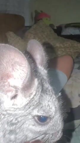 The video shows a close-up of a chinchilla's head on the left side of the screen. The chinchilla has gray fur and large ears. The camera then pans to the right, showing a person's legs in the center of the screen, wearing gray shorts. The person is sitting on a bed with a floral-patterned comforter. In the background, there is a bed with a patterned blanket and some pillows, and a framed picture on the wall. The chinchilla is seen moving around on the bed.
