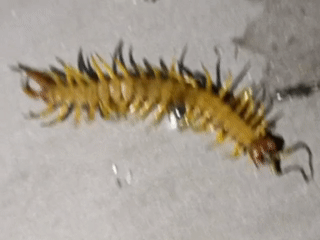 Centipede spotted on surface in Venets, Bulgaria