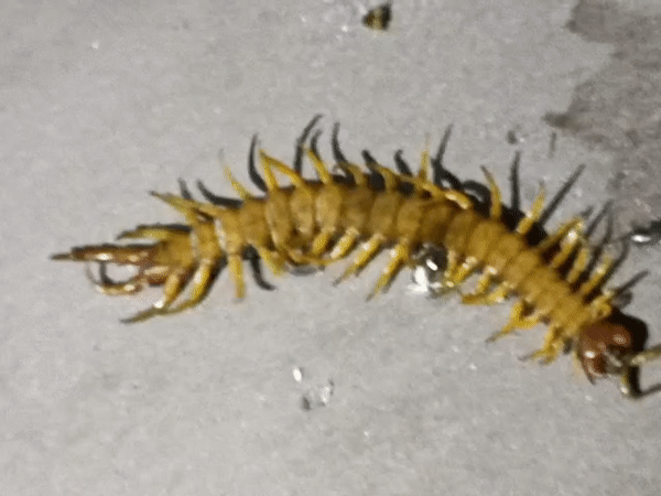 Centipede spotted on surface in Venets, Bulgaria