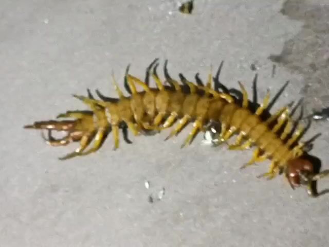 The video features a close-up shot of a yellowish-brown centipede situated on a light-colored, possibly concrete or tiled, surface. The centipede has a segmented body with numerous legs extending from each segment. Prominent dark, spiky appendages are visible along its dorsal side. The head of the centipede appears reddish-brown with two antennae, and its tail end also displays distinct appendages.

The centipede is mostly stationary throughout the clip, with only slight, subtle movements of its legs and antennae. In the background, an individual can be heard speaking, first uttering "Scarpia" and then "Scorpion," suggesting an attempt to identify the creature, albeit incorrectly. There are no visible people or text in the frame, and no specific location cues visible in the video itself that point to Venets, Bulgaria.
