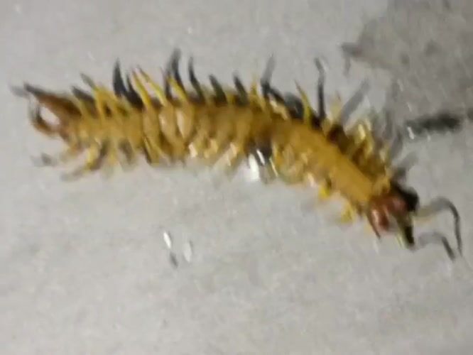Centipede spotted on surface in Venets, Bulgaria