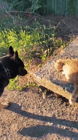 German Shepherd's evening walk through Tiraspol at sunset