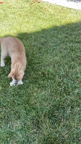 An orange cat is playing on a grassy lawn. The cat rolls around on the grass and plays with something unseen. The sun casts a shadow of tree branches on the grass.