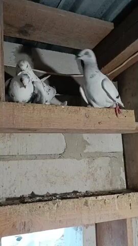 A pair of pigeons are in a nest. One pigeon is white with black markings on its wings and tail. The other pigeon is mostly white with some black markings on its wings. The pigeons are interacting with each other, with one pigeon appearing to nudge the other. The nest is made of wood and is located inside a structure with concrete block walls. The pigeons are calm and appear to be content.