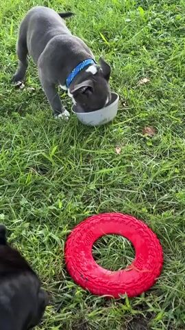 Two dogs are playing on a grassy lawn. The dog in the foreground is black and is lying down with its tongue hanging out. A red frisbee is in front of it. The second dog, which is gray and white, is standing and drinking from a bowl. The video is shot from a high angle.