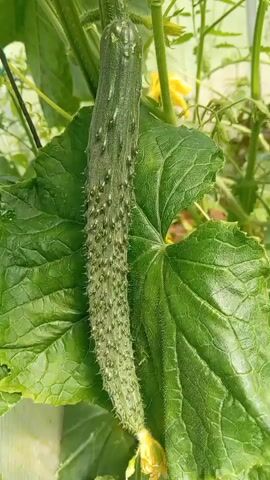 A close-up, stationary shot shows a long, spiny cucumber hanging from a vine. The cucumber is green with lighter green stripes and covered in small, sharp protrusions. It is surrounded by large, green cucumber leaves and yellow cucumber flowers. The background is blurry, but appears to be a greenhouse or garden setting.