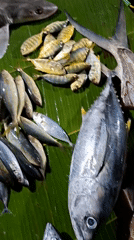 Night fish market operates in Lhokseumawe, Indonesia