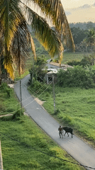 Man walks bull down rural road in Sri Lanka