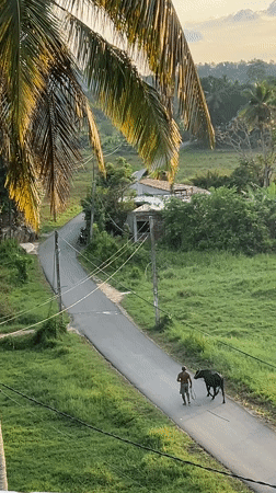 Man walks bull down rural road in Sri Lanka