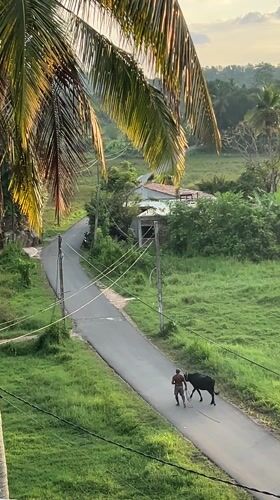 Man walks bull down rural road in Sri Lanka