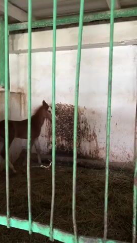 A brown and white foal stands in a stall filled with hay. The stall has a white wall behind the foal, which is stained brown in places. Green metal bars are in the foreground, partially obscuring the view of the foal and the stall. The foal appears to be young and is standing on four legs. The camera is stationary.