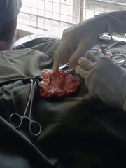 Veterinary procedures documented at animal health facility in Nairobi