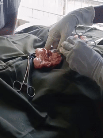 Veterinary procedures documented at animal health facility in Nairobi