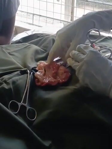 Veterinary procedures documented at animal health facility in Nairobi