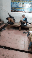 Man with spiked back attachment filmed in Denpasar