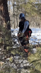Tree cutting operations documented in snowy Rocky Point woods