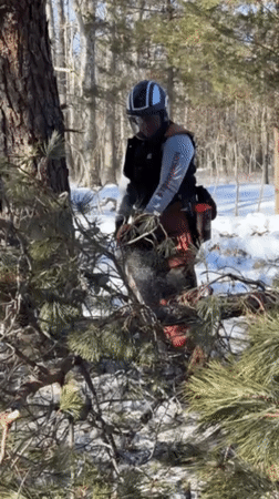 Tree cutting operations documented in snowy Rocky Point woods
