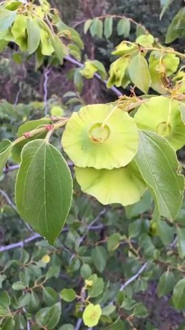 This close-up video focuses on a branch of a plant with bright green leaves and unique, saucer-shaped seed pods. The pods are pale green and appear to be somewhat translucent, with visible ribbed patterns radiating from a central point. Some pods are closed and intact, while others are open and reveal a lighter interior. The leaves are oval-shaped with serrated edges. The branch itself is brown and has small, sharp thorns. The background is softly blurred, showing more greenery and some darker, out-of-focus foliage, suggesting an outdoor, natural setting. The lighting appears to be natural, possibly indicating daytime, though the overall light level is moderate, and there are no strong shadows. The video captures the plant in a static state, with no discernible movement other than the slight camera sway. The scene is serene and focuses on the botanical details of the plant. There is no visible text in the media.