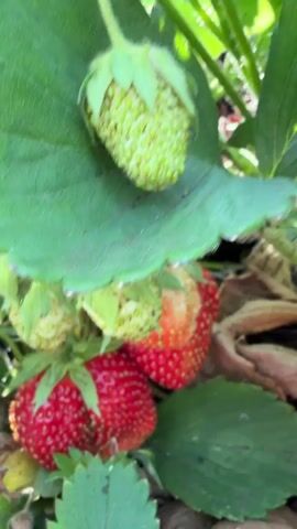 The video shows a close-up of a strawberry plant with several ripe and unripe strawberries. A person's hands are visible in the foreground, gently touching and examining the strawberries. The environment appears to be outdoors, with soil and leaves visible around the plant. The lighting suggests it is daytime.