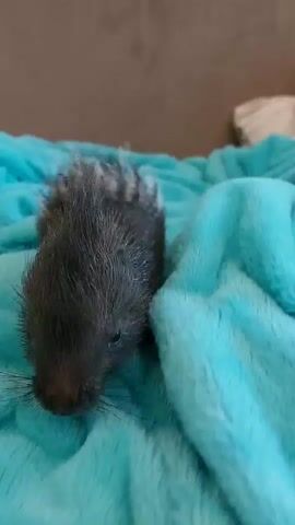 The video shows a very close-up shot of a small, dark-colored animal with quills on its back resting on a bright turquoise, fuzzy blanket. The animal's head is facing downwards and slightly to the left, with its nose almost touching the blanket. Its whiskers are visible, extending outward. The quills on its back are dark with lighter tips, appearing somewhat spiky and fluffy. The lighting suggests it's indoors, possibly in a home environment. The blanket is textured with a soft, plush appearance. The camera angle is from above, looking down at the animal.