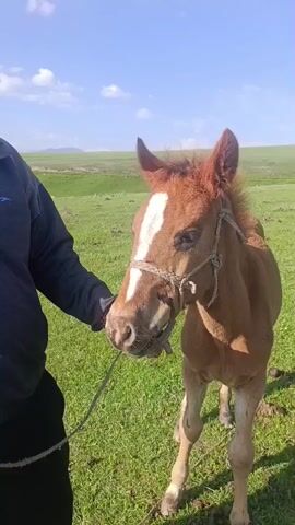A person's arm and hand reach into the frame, holding a rope tethered to a halter on a young brown horse. The horse is standing in a grassy field with rolling hills and a blue sky with scattered clouds in the background. The horse's head is turned towards the camera, and its mouth is slightly open. The person's hand is gently touching the horse's muzzle.