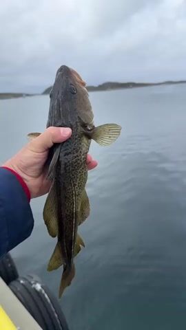 A person's hand holds a freshly caught fish by the side of a body of water. The fish is olive green with dark spots and has a prominent lateral line. The person is wearing a blue jacket with a red trim on the sleeve. The background shows a calm, gray body of water with a faint outline of land in the distance under an overcast sky. In the foreground, the edge of a boat or dock is visible with two large, black tires. The person then releases the fish, which splashes into the water.