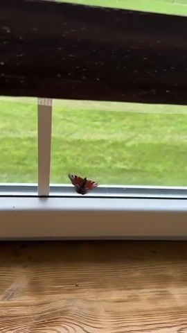 A peacock butterfly is resting on a white window ledge. The butterfly is mostly dark with some reddish-brown and blue markings on its wings. Outside the window, a blurry green field is visible. The image is taken from a low angle, showing a wooden surface in the foreground. The butterfly is the main subject of the video, and it remains still for most of the recording before it briefly moves its wings.