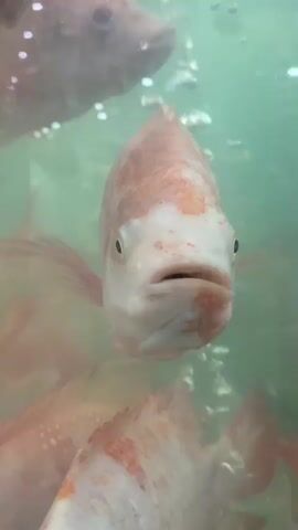 The media file captures a close-up, head-on view of a tilapia fish swimming in a tank, likely in Mae Sai District, Thailand. The fish, predominantly pale with reddish-orange markings, faces the camera directly, its mouth slightly agape and eyes wide. Several other tilapia are visible in the background, blurred and partially submerged in the greenish water. Bubbles rise in the tank, suggesting aeration. The lighting appears to be artificial, illuminating the fish and creating a slightly hazy effect due to the water and glass. The close proximity to the fish and its direct gaze create an intimate and somewhat curious atmosphere. There is no visible text in the media file.