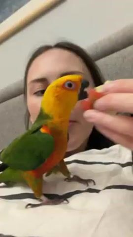 A woman is holding a piece of apple with red skin and a yellow core.  A parrot with yellow head, green body, and orange underside is standing on the woman's chest. The woman feeds the parrot the apple, placing the piece up to her mouth so the parrot can bite off a piece. The woman is wearing a white striped shirt. The background shows a pillow and a light-colored wall.