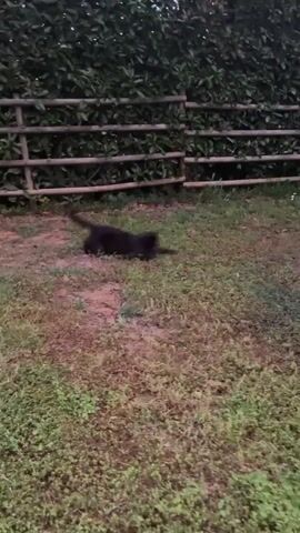 The video shows a black cat on a grassy lawn. The cat is in front of a hedge and a small wooden fence. The cat is rolling around on the ground. The lawn is mostly green with some brown patches.