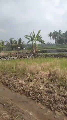 The video captures an outdoor scene, likely a rural area, with a muddy foreground and a field of crops extending into the distance. A banana tree stands prominently in the middle ground, surrounded by greenery and a stone wall. Further back, several palm trees dot the horizon, beneath a cloudy sky. A person is visible in the middle ground, walking across a path or road. The camera appears to be handheld and is steady, with no significant movement or changes in perspective. The lighting suggests it is daytime, possibly overcast.