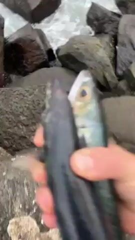 The video starts with a close-up of someone holding two fish in their hand, with a background of dark rocks and crashing waves. The fish are silver and blueish, and have their mouths open. The camera is unsteady and appears to be hand-held.  The person then swings their arm back and throws the fish into the ocean. The camera pans upward to show the ocean, dark rocks, and the shoreline.  Waves are crashing against the rocks. The sky is overcast.