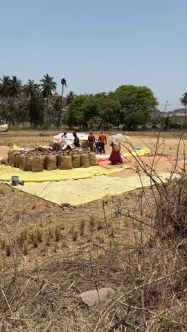 The scene takes place on a dry, brown field with sparse vegetation. In the distance, palm trees and other greenery suggest a rural or tropical location. The sky is clear and blue. In the center of the frame, a large yellow tarp is spread out, on which several individuals are working. Some are gathered around a large pile of sacks. One person is walking away from the group toward the edge of the tarp. The workers are dressed in casual clothing, including t-shirts and traditional garments. Their activities appear to be related to harvesting or processing crops. A small container sits near the stack of bags. The atmosphere seems to be one of collaborative labor, with the people focused on the task at hand.