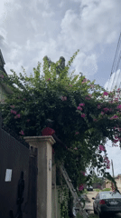 Morning routine unfolds in Ado Nigeria residential neighborhood