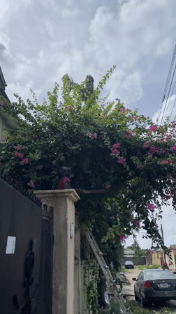 Morning routine unfolds in Ado Nigeria residential neighborhood