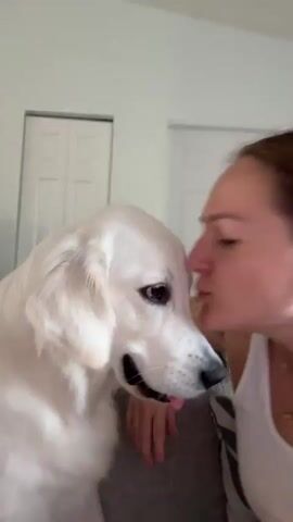 The media file shows a close-up of a white Golden Retriever dog and a person in what appears to be a living room. The dog is on the left side of the frame, facing right, with its head tilted slightly. The person is on the right side of the frame, also facing the dog. Their mouth is open, as if speaking or reacting to the dog. The background shows two white doors, suggesting an indoor setting. The lighting appears to be natural, indicating it could be daytime. The overall mood seems affectionate, with the person's expression and the dog's proximity suggesting a warm interaction. There is no visible text in the media file. The location context provided is Tampa, United States of America.