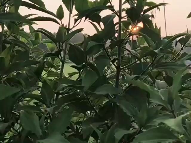 The video shows a close-up, handheld shot of dark green foliage in the foreground, with a setting sun visible in the background. The sun is a bright, orange disc peeking through the leaves and some faint mist. The sky is a muted orange and pink hue. In the far background, silhouetted against the sky, are power lines with poles. The camera appears to be stationary.