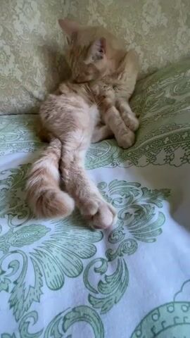 The video shows an orange tabby cat grooming itself on a bed. The cat is lying on its side with its legs crossed and its head tucked in, licking its body. The bed is covered with a white and green patterned sheet and pillows are visible in the background. The lighting is soft and natural.