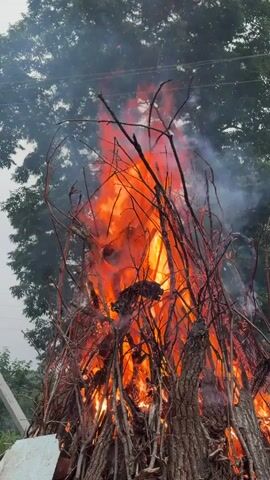 The video shows a large bonfire of branches and logs. The flames are bright orange and red, with some smoke rising into the air. The fire is set against a backdrop of green trees and a pale sky. The camera angle is from below, looking up at the fire. The scene appears to be outdoors, possibly in a yard or a rural area. There are no people visible in the video.