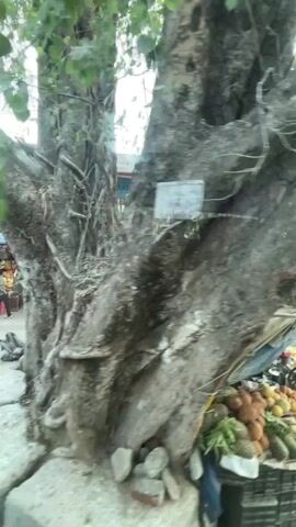 The video shows a street scene in India. There's a large, old tree with extensive roots growing near the side of the road. In front of the tree, there's a fruit stand operated by a man. The fruit stand is covered with a variety of fruits, including pineapples, coconuts, mangoes, apples, oranges, and limes.  The stand is partially covered by a blue tarp, and constructed from stacked plastic crates. The man appears to be using a mobile phone. In the background, there are buildings with signs including "Samsung" and "Coca-Cola". There are also other market stalls with blue umbrellas. The video is taken from the perspective of someone inside a moving vehicle.