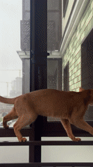 Cat companions captured in tender moments across Kazan