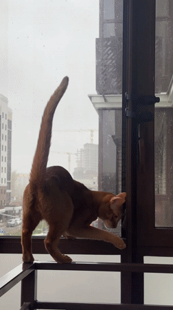 Cat companions captured in tender moments across Kazan