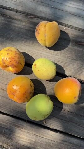 The video shows six apricots arranged in a circular pattern on a weathered wooden surface, likely a table or deck. The apricots vary in color, with some being a vibrant orange and others a lighter yellow or green. They also display different stages of ripeness, with some showing brown spots characteristic of ripening or slight bruising. The sunlight casts distinct shadows of the apricots and possibly overhead foliage onto the wooden planks, indicating an outdoor setting. The camera is positioned directly above the apricots, providing a top-down view. There are no people or other objects visible in the frame. The video is brief, with the scene remaining static throughout.