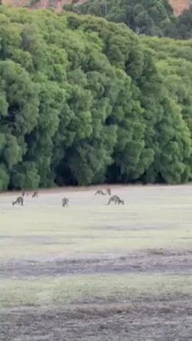 The video shows a field with a lush, green forest in the background. Several kangaroos are scattered across the field, grazing on the grass. Some are standing while eating, while others are bending down to feed. One kangaroo leaps away from the group, moving rapidly across the field.