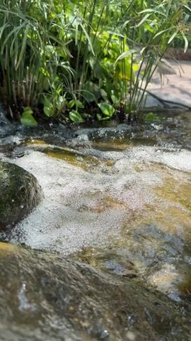 The video shows a close-up of a small, shallow stream. Water flows over rocks and produces some white foam. Green plants with long stalks and broad leaves grow at the edge of the stream. The scene is lit by sunlight.