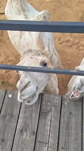 The video shows a close-up of a person's hand holding a piece of lettuce towards a camel's mouth. The camel is leaning over a wooden platform, with its head and neck visible through a metal fence. The camel's mouth is open, and it appears to be chewing or about to eat the lettuce. Another camel's head is visible to the right, also with its mouth open. The background is a sandy enclosure. The person's hand is in focus, and the lettuce is clearly visible. The video is shot from a low angle, looking up at the camels. The lighting suggests an outdoor setting, likely during the day.